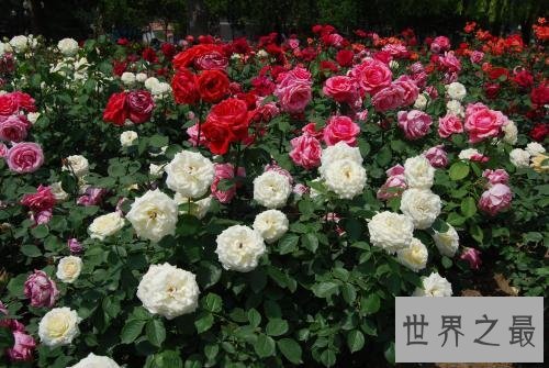 十大室内空气净化植物,改善空气环节压力的最好植物