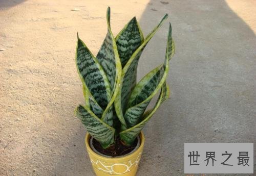 十大室内空气净化植物,改善空气环节压力的最好植物