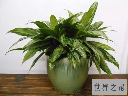 十大室内空气净化植物,改善空气环节压力的最好植物