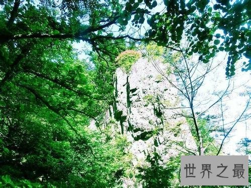 十大室内空气净化植物,改善空气环节压力的最好植物