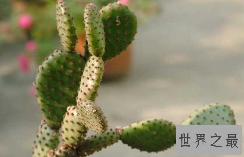 十大室内空气净化植物,改善空气环节压力的最好植物