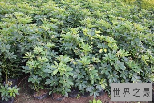 十大室内空气净化植物,改善空气环节压力的最好植物