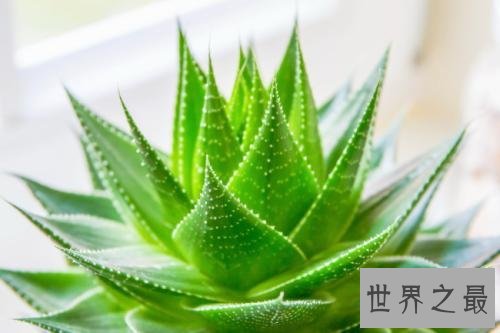 十大室内空气净化植物,改善空气环节压力的最好植物