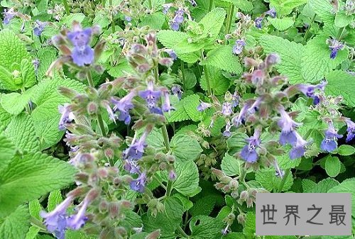 猫薄荷是什么?为你奉上区分猫薄荷和薄荷的小贴士!