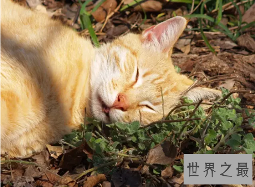 猫薄荷是什么?为你奉上区分猫薄荷和薄荷的小贴士!