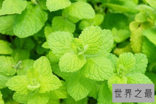 猫薄荷是什么?为你奉上区分猫薄荷和薄荷的小贴士!