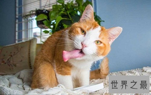 猫薄荷是什么?为你奉上区分猫薄荷和薄荷的小贴士!
