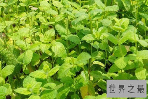 猫薄荷是什么?为你奉上区分猫薄荷和薄荷的小贴士!