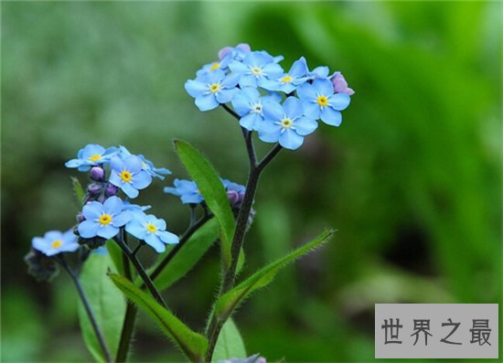 世界上最美的花排行榜,探究那些美到爆炸的花儿!