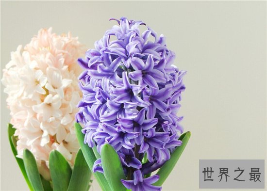 世界上最美的花排行榜,探究那些美到爆炸的花儿!