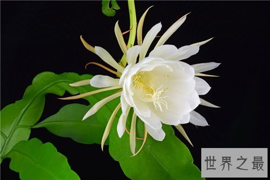 世界上最美的花排行榜,探究那些美到爆炸的花儿!