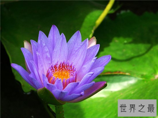 世界上最美的花排行榜,探究那些美到爆炸的花儿!