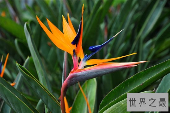 世界上最美的花排行榜,探究那些美到爆炸的花儿!