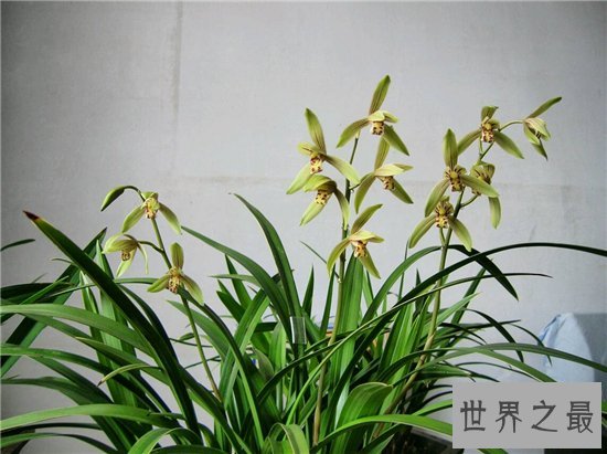 世界上最美的花排行榜,探究那些美到爆炸的花儿!