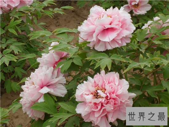 世界上最美的花排行榜,探究那些美到爆炸的花儿!