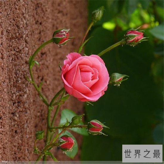 世界上最美的花排行榜,探究那些美到爆炸的花儿!