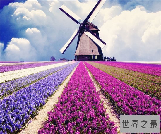 世界上最美的花排行榜,探究那些美到爆炸的花儿!