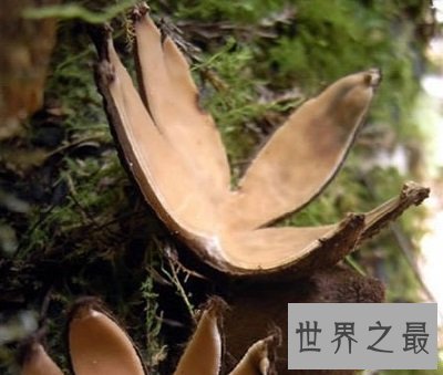 世界上十种最奇特的蘑菇,我赌你都不敢吃!