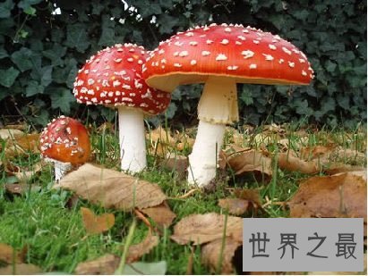 世界上十种最奇特的蘑菇,我赌你都不敢吃!