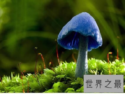 世界上十种最奇特的蘑菇,我赌你都不敢吃!
