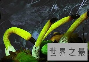 世界上十种最奇特的蘑菇,我赌你都不敢吃!