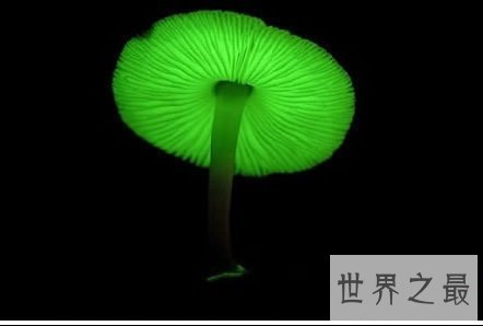 世界上十种最奇特的蘑菇,我赌你都不敢吃!