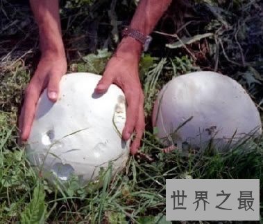 世界上十种最奇特的蘑菇,我赌你都不敢吃!