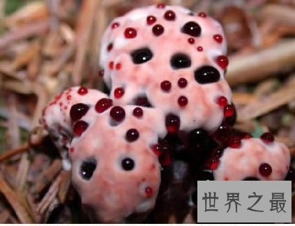 世界上十种最奇特的蘑菇,我赌你都不敢吃!