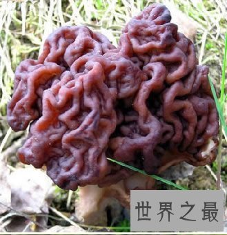 世界上十种最奇特的蘑菇,我赌你都不敢吃!