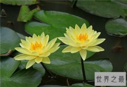 世界十大最稀有的花，睡莲因为他太娇贵名列第一
