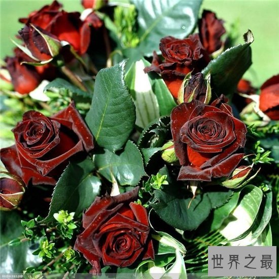 世界十大最稀有的花，睡莲因为他太娇贵名列第一