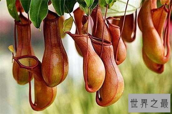 世界十大毒王植物 断肠草吃下后真的会断肠