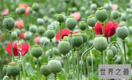 世界十大毒王植物 断肠草吃下后真的会断肠
