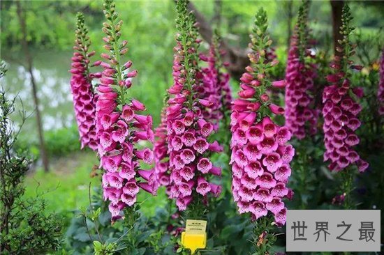 世界十大毒王植物 断肠草吃下后真的会断肠