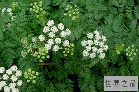 世界十大毒王植物 断肠草吃下后真的会断肠