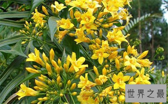 世界十大毒王植物 断肠草吃下后真的会断肠