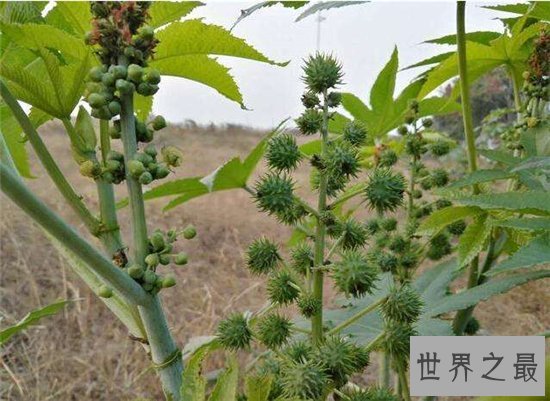 世界十大毒王植物 断肠草吃下后真的会断肠