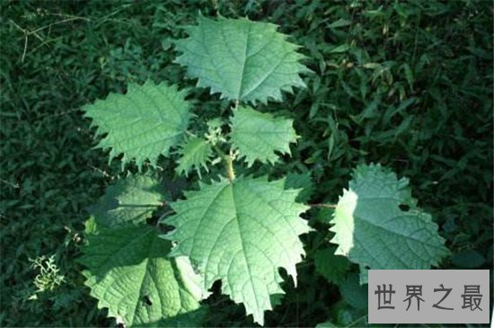 世界十大毒王植物 断肠草吃下后真的会断肠