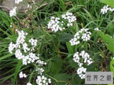 世界十大毒王植物 断肠草吃下后真的会断肠