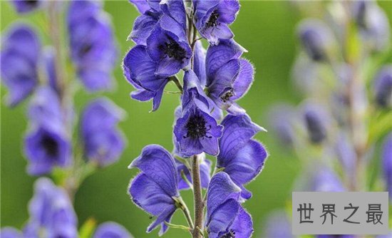 世界十大毒王植物 断肠草吃下后真的会断肠