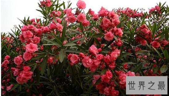 世界十大毒王植物 断肠草吃下后真的会断肠