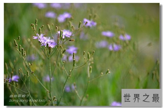 野外十大常见有毒植物 在野外就算饿死也不能碰这些植物