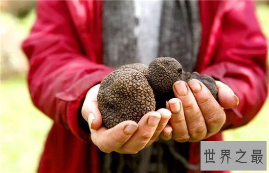 松露是什么 有人表示闻起来像是精液的味道