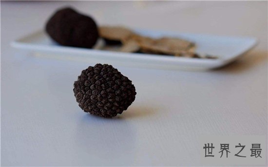 松露是什么 有人表示闻起来像是精液的味道