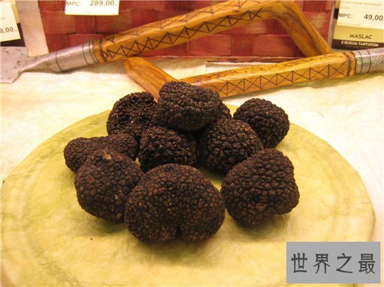 松露是什么 有人表示闻起来像是精液的味道