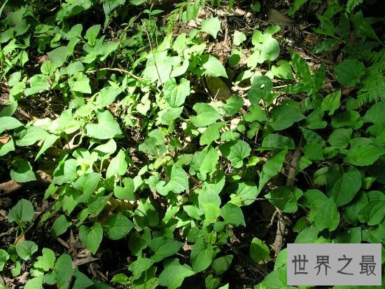 何首乌副作用,吃多了可能会导致你四肢酸痛,腹痛