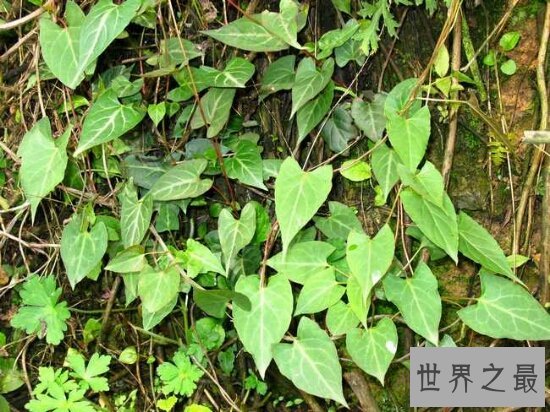 何首乌怎么吃,与芝麻连续吃一个月后，白发变黑发！