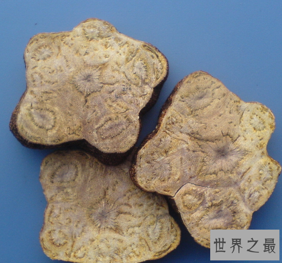 何首乌的功效与作用,都是辅助作用,千万不能经常吃,容易死人