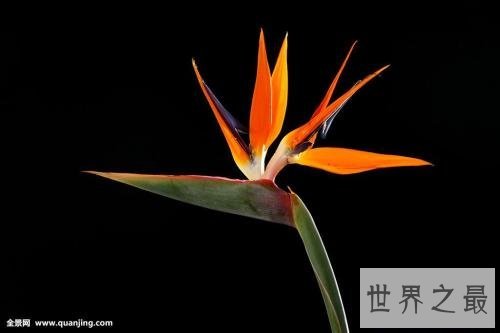 这世界上十朵最美丽的花 朵朵惊艳你的眼帘