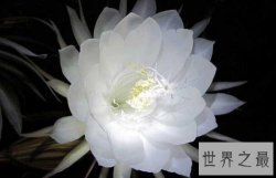 这世界上十朵最美丽的花 朵朵惊艳你的眼帘